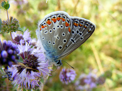motýl, modrá, květ, zelená, Příroda, tráva, Insecta