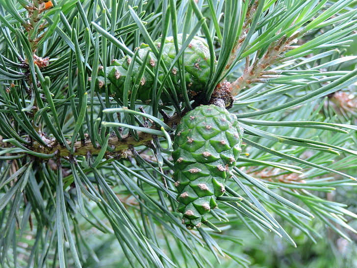 green pine cones, pine needles, green, pine cones, branch, of course