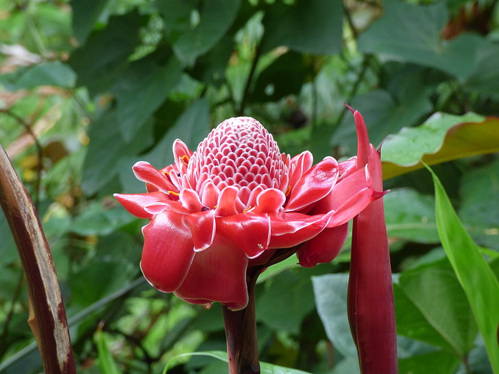 bunga, aneh, luar biasa, tropis, hutan, Hawaii, Flora