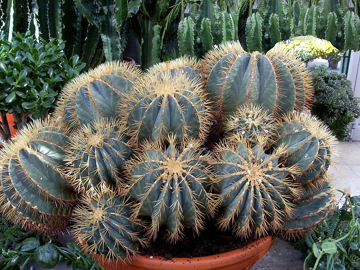 Cactus, Spur, plant, doornen, natuur, Succulent, succulente installatie