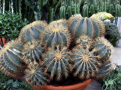 Cactus, sporre, Anläggningen, törnen, naturen, saftiga, suckulent växt