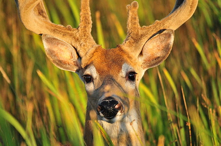 deer, buck, portrait, wildlife, nature, male, antlers