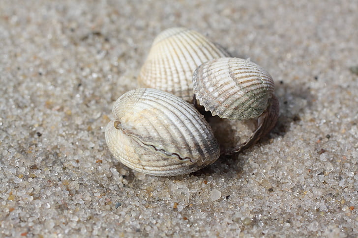 mosselen, strand, zand, Noordzee, zee, zomer, Animal shell