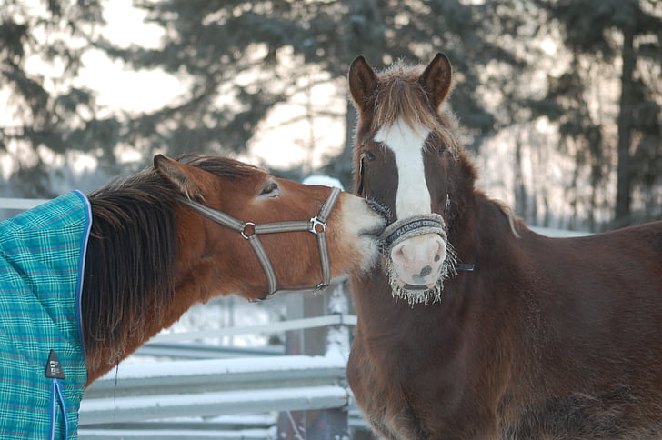 paard, het Fins paard, winter, dier, sneeuw, dierlijke portret