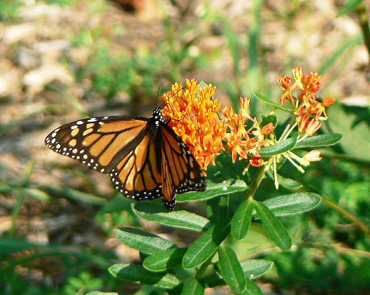 Monarch butterfly, kvet, butterflyweed, kvet, kvet, hmyzu, krídla