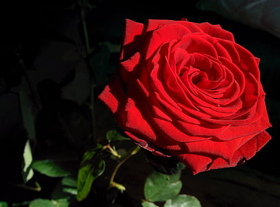 Rosa, flor, sol, close-up, vermell, brillant, flor