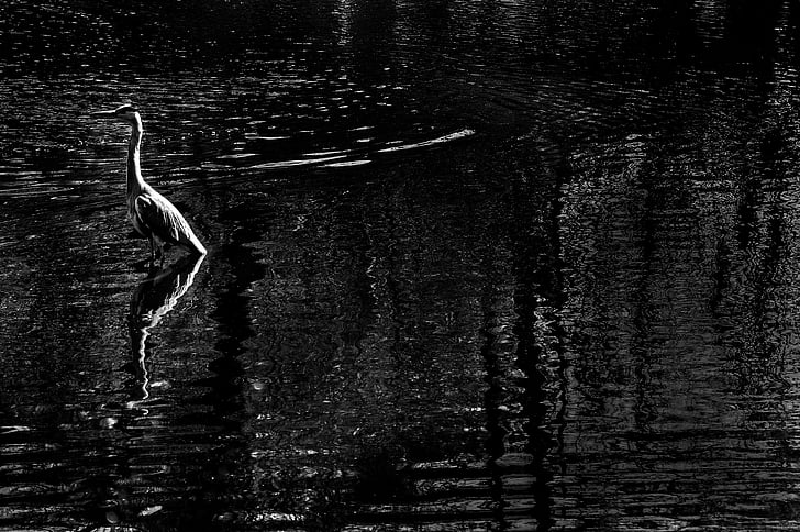 animal, body, water, birds, nature, Bird, one animal