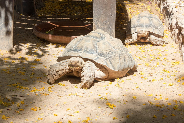 turtle, zoo, giant tortoise