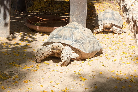 schildpad, dierentuin, Reuzenschildpadden