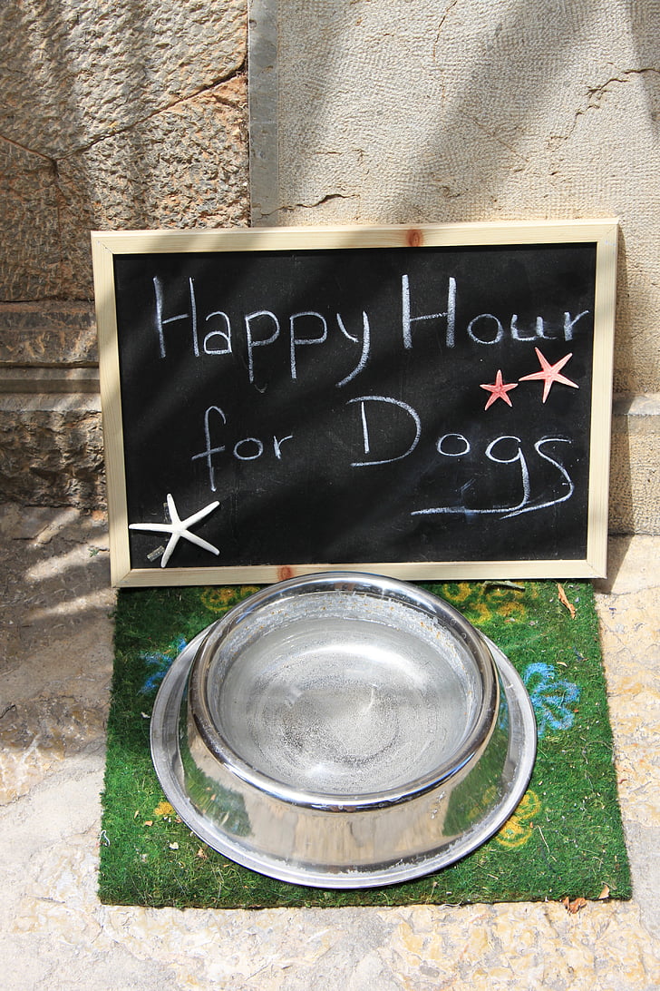bowl еды, fressnapf, металлический шар, Собака продовольствия, собака, Совет, корма для животных