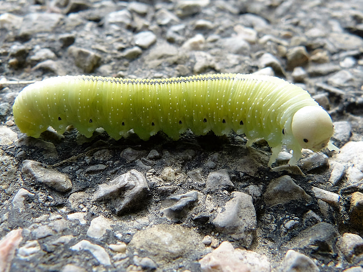 verde chiaro, Caterpillar, verde, grande, larva, Vespa di betulla, linea