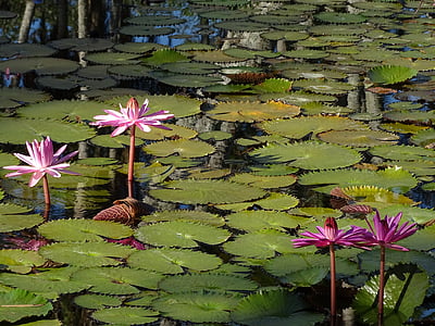 waterlily, pink, flower, nature, water, blossom, pond