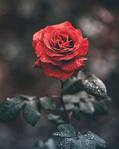 red, roses, flower, green, leaf, plant, water