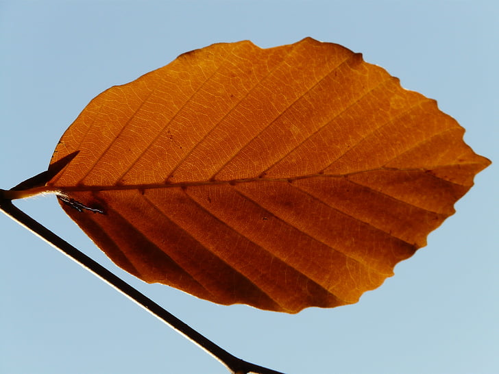 Leaf, vientuļi, viens pats, bērzs, Fagus sylvatica, Fagus, zelta rudens