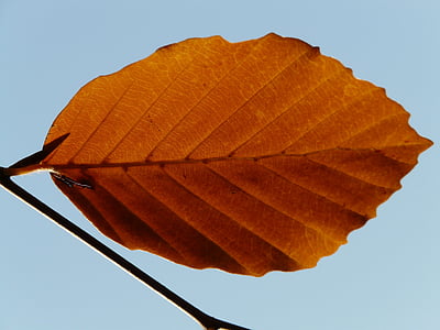 leaf, lonely, alone, beech, fagus sylvatica, fagus, golden autumn