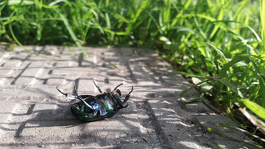 beetle, chafer, green, insect, closeup, insects, grass