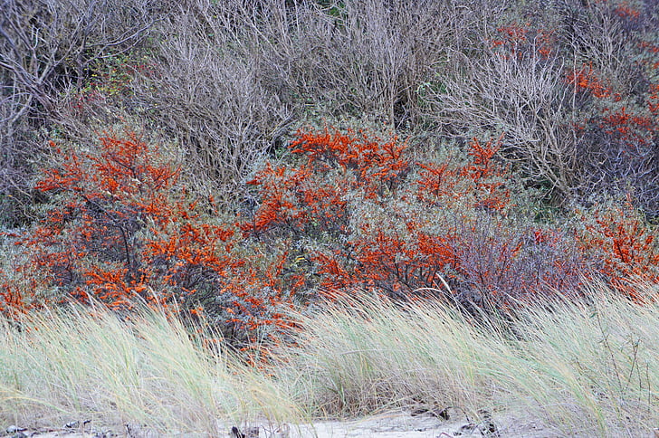 biển cây hắc mai, màu da cam, quả mọng, cồn cát, Sorbus, trái cây, berry màu da cam