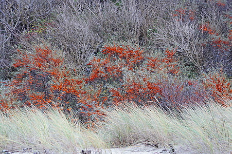 argousier faux-nerprun, orange, petits fruits, dunes, Sorbus, fruits, baies orange