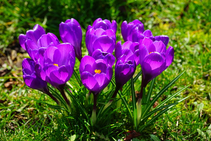 Krokus, Blumen, lila, in der Nähe, Frühling, Bühen, bunte