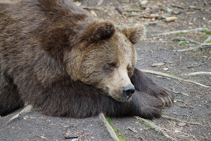 мечка, braubbaer, гризли, животни, животните, почивка, опазване на природата