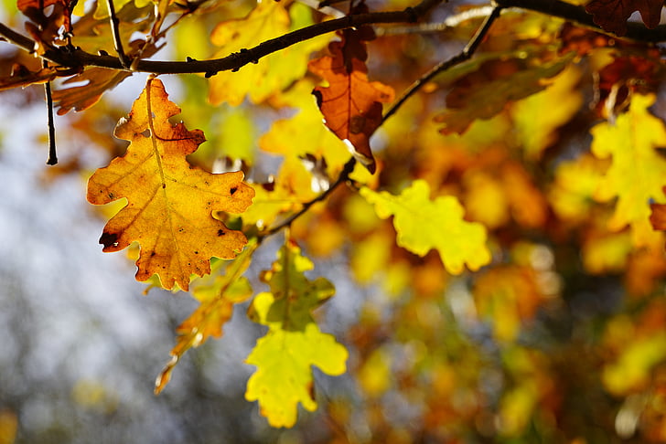 foglie di quercia, quercia, albero, autunno, foglie, emergono, umore di autunno
