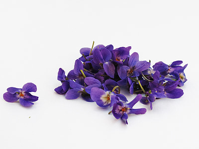 Violet, bunga, ungu, latar belakang, putih, bentuk terisolasi