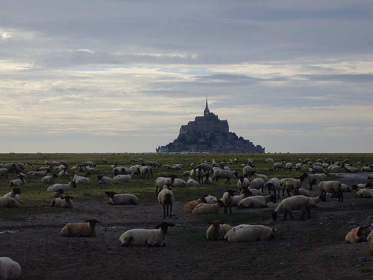 Mont Saint michel, owiec, stado owiec, atmosferyczne, atrakcje turystyczne