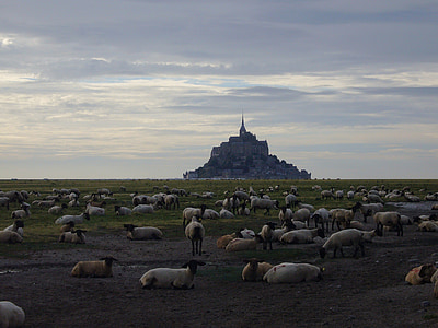 Мон-Сен-Мишель, овцы, стадо овец, атмосферы, интересные места