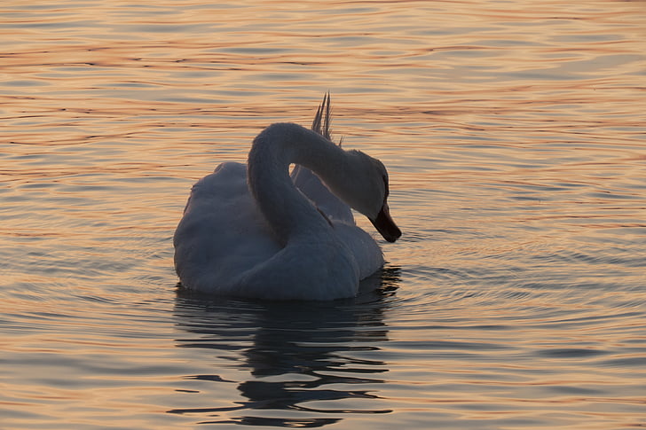 Danau balaton, suasana hati, matahari, Swan, burung, alam, satwa liar