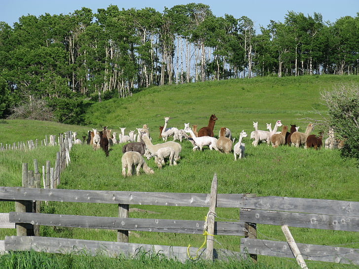 farm, alpacas, animal, livestock, domestic animals, large group of animals, animal themes