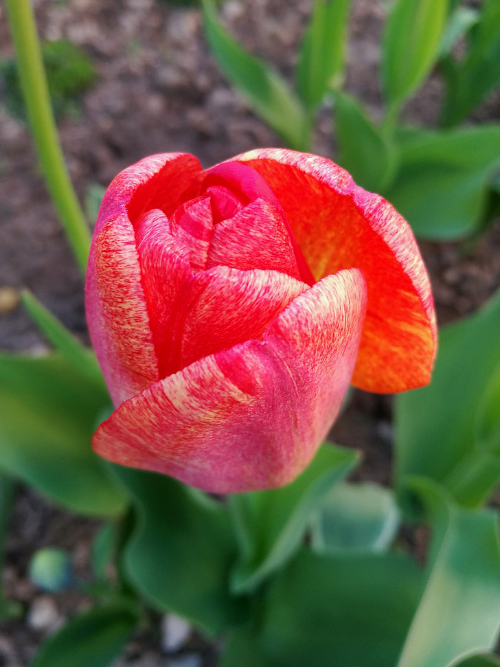 Tulipa, macro, close-up, flor, primavera, flor jardí, flors