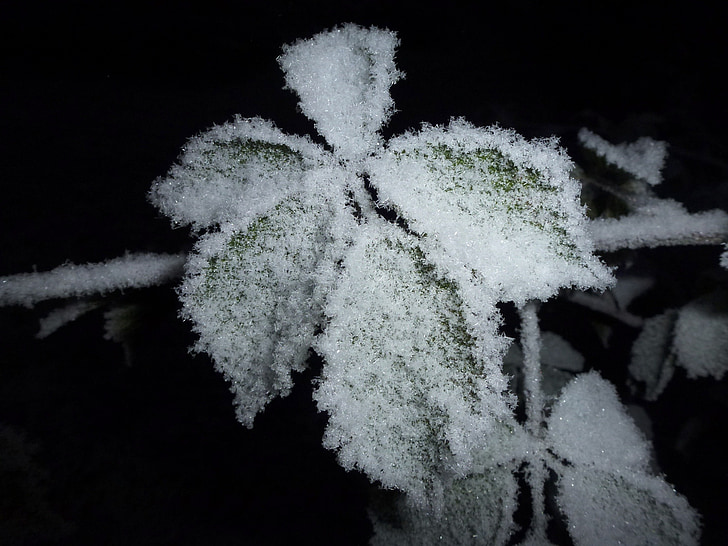 Frost, incomplet, congelate, cristale de zăpadă