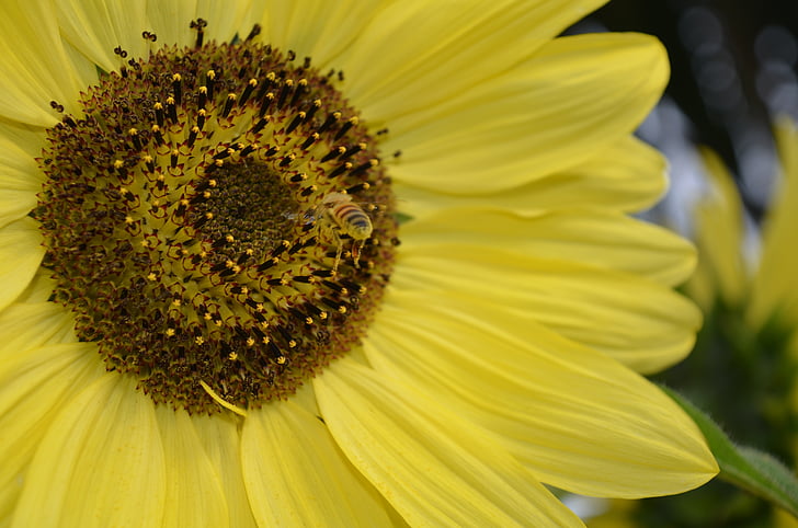 sunflower, bee, summer, blossom, insect, yellow, sun