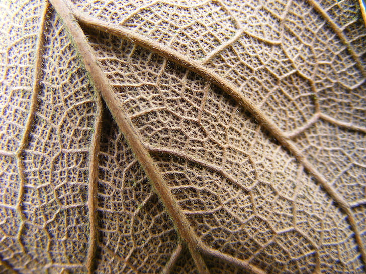 leaf, life, plant