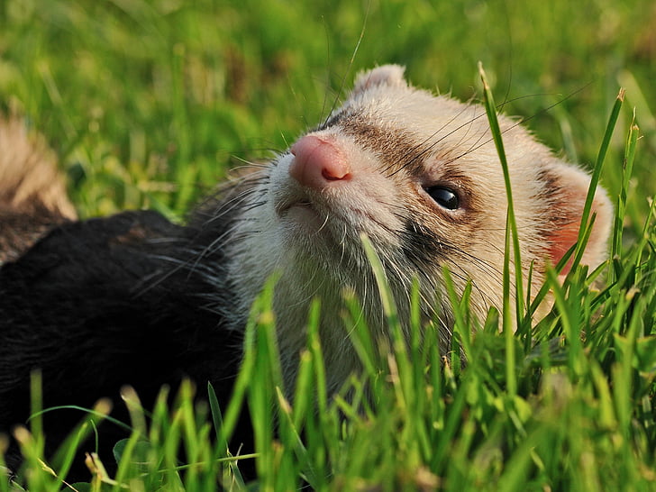 ferret, animal, grass, close up, one animal, animal themes, green color