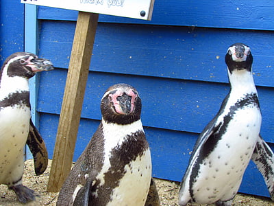 pingvin, Zoo, fugl, Walking