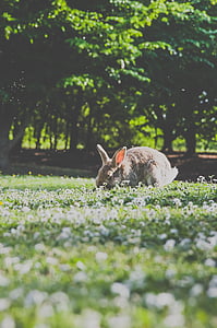 rabbit, pet, animal, green, grass, flowers, blur