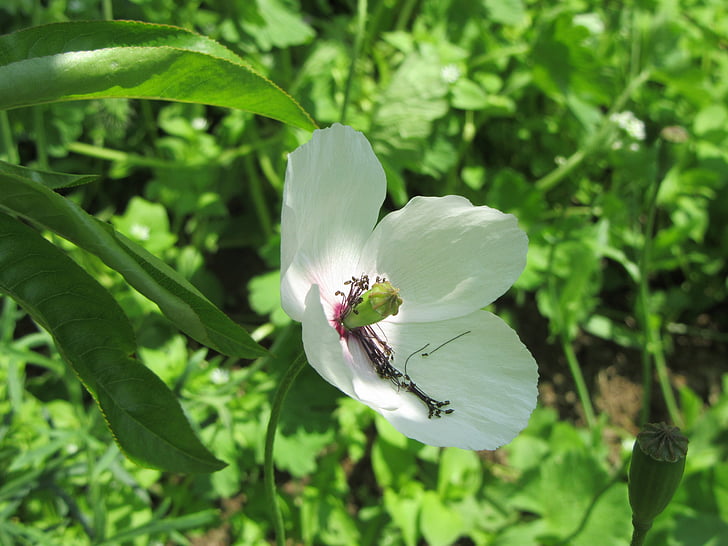 λευκό παπαρούνας, πράσινο, λουλούδι, λευκό, παπαρούνα