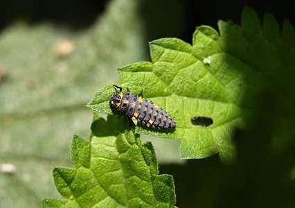 Marienkäfer larv, larv, insekt, nyckelpiga, skalbagge