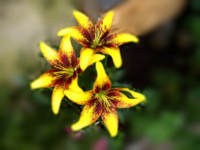 Lily, bunga bakung, kuning, bunga, bunga kuning