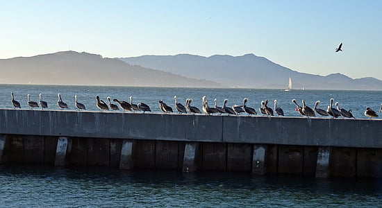 Pelican, pássaro, Pelicano-pardo, Pelecanus, Pelecanus occidentalis, Baía, água