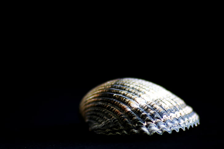 shell, close, water creature, sea animals, flotsam, swirl