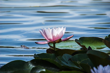 nature, fleur, étang, lis d’eau, nénuphars Lotus, Lac, pétale