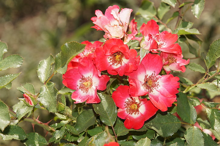 rose, cherry meidiland, rosaceae, red, white, blossom, bloom