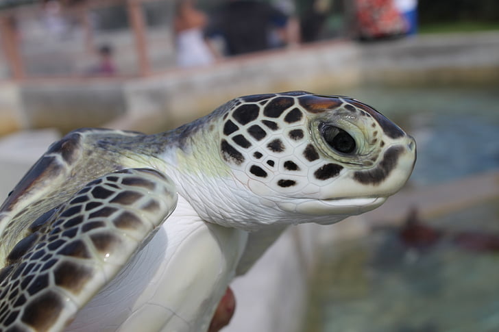 Meeresschildkröte, grüne Meeresschildkröte, Cayman turtle, Meer, Schildkröte, Tourismus, gefährdet
