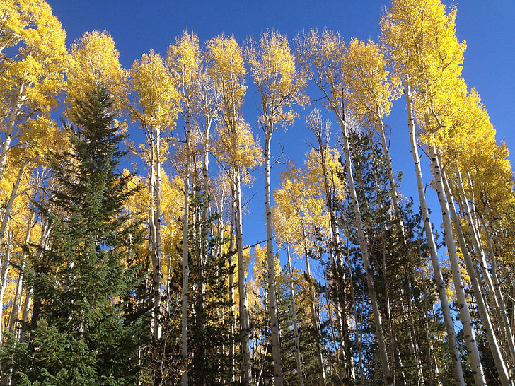 alberi dell'Aspen, foresta, alberi, autunno, caduta, giallo, fogliame