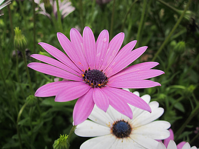 Daisy, violetit kukat, violetti koiranputkea, kukat, Puutarha, Luonto