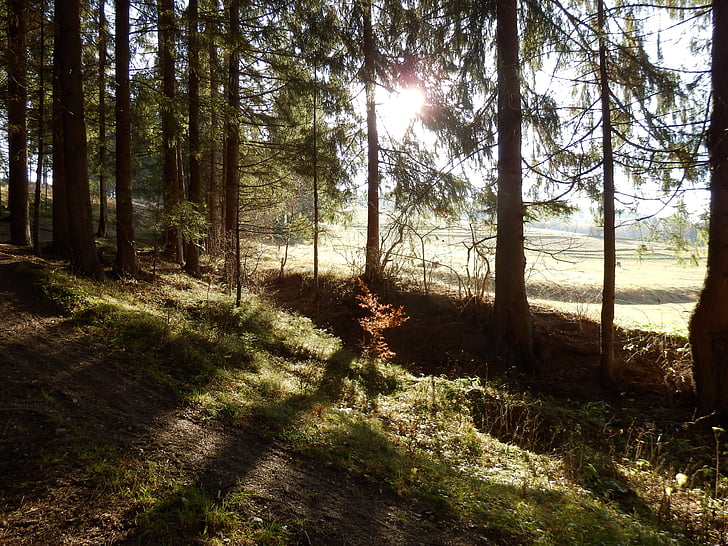forest, walking tour, nature, tree, outdoors, woodland, sunlight