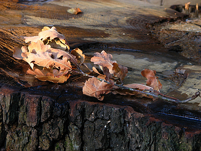 oak, leaves, brown, oak leaves, dry, branch, autumn