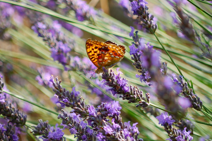 Лаванда, бабочка, фиолетовый, Природа, насекомое, оранжевый, крупным планом
